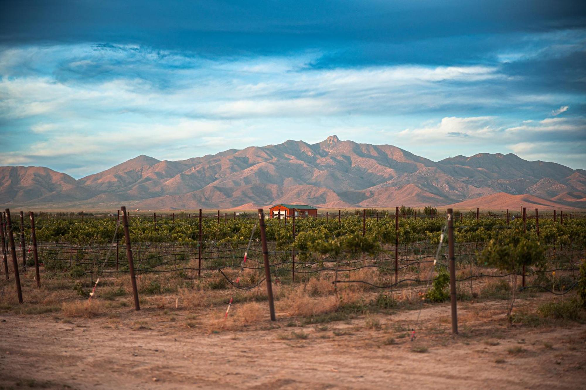 Casa Barbera At Tirrito Farm Villa Willcox Eksteriør billede